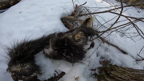 Dead Porcupine