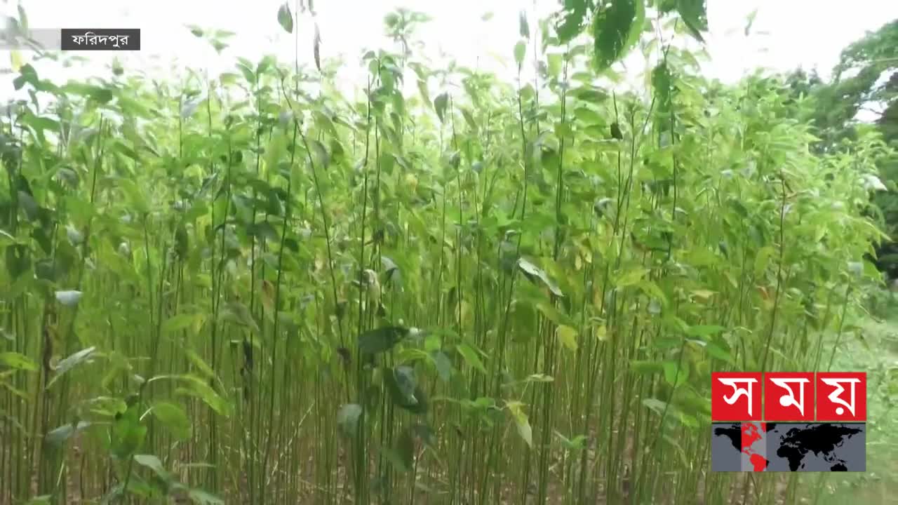 পাটের চাষ খারাপ দিশেহারা ফরিদপুরের চাষিরা | Jute Cultivation | Somoy TV | Bengali News