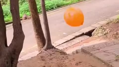 Monkey is playing with balloons.