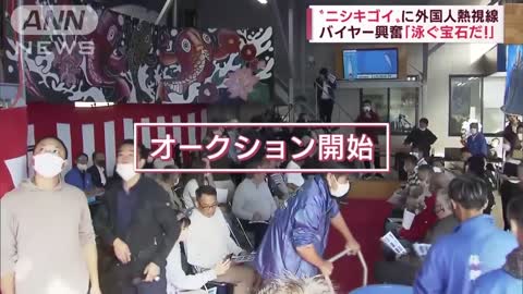 「泳ぐ宝石だ」1億円超えも！“ニシキゴイ”に外国人熱視線 8割が海外輸出(2022年11月11日)_3