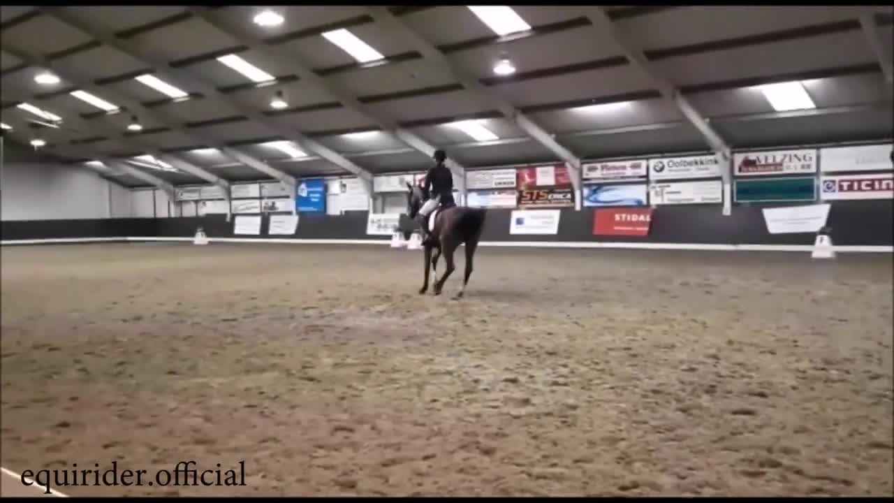 Funny horse fails & falls