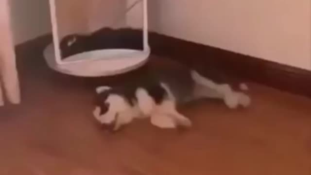 Cute puppies doing funny things