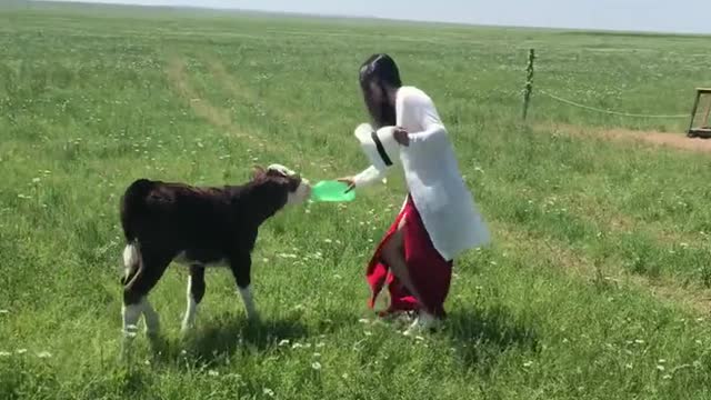 A little cow is following a girl for filming