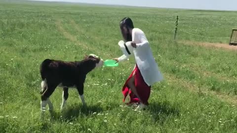 A little cow is following a girl for filming