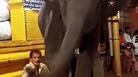 elephant gave a jolt