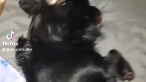 Puppy licks