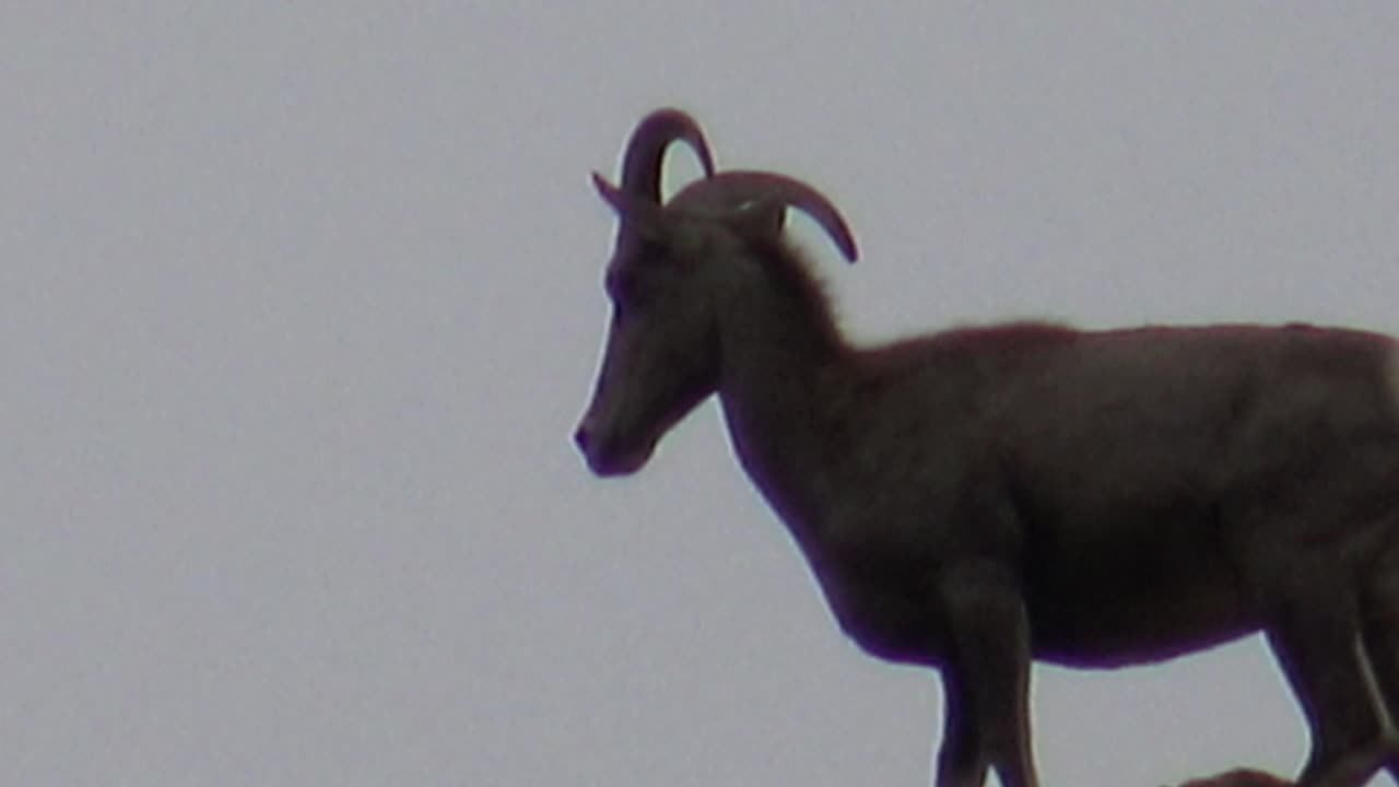 Big Horn Sheep at Box Canyon