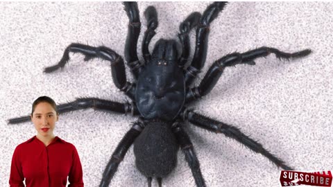 Sydney Funnel Web Spider