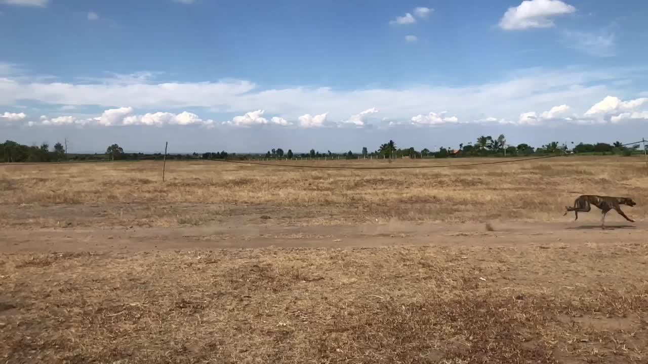 Indian Mudhol hound dog race .