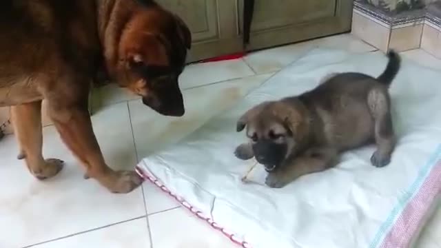 Small Mother dog hit puppy