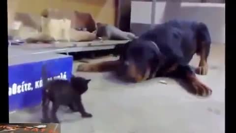 Dog and Cat fight