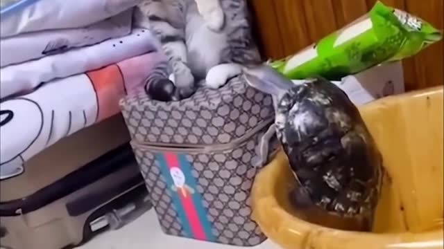 Cute cat
