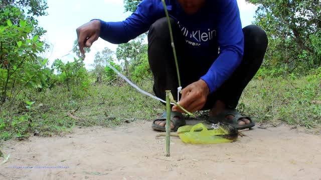 How to Install a Wild Cat Trap out of Bamboo!