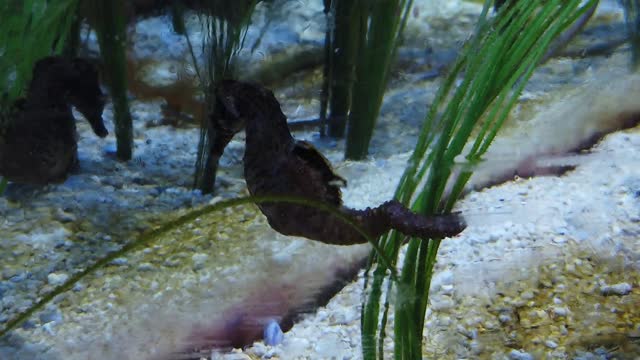 The cute sea horse