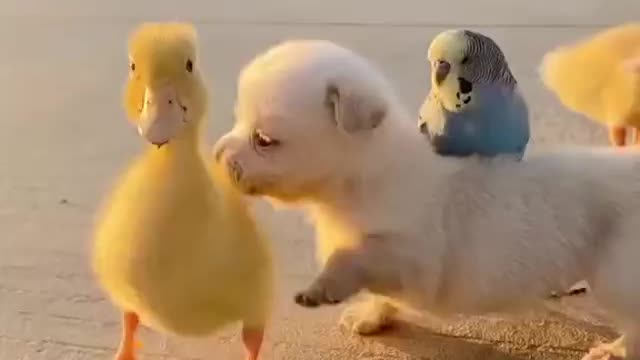 A puppy and his duckling buddies