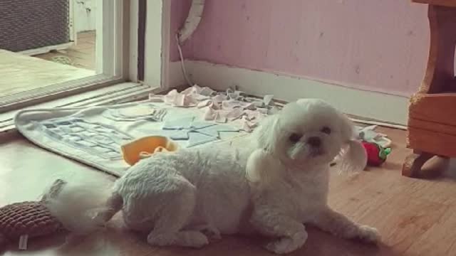 Smart puppy Pretty and adorable