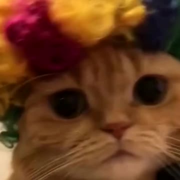 Do you like my hair?