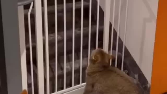 The cat wants to commit suicide and the dog saves her