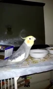 Parrot sings Final Fantasy Theme Song