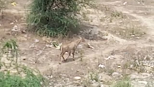 Deer Hunting Wild Life