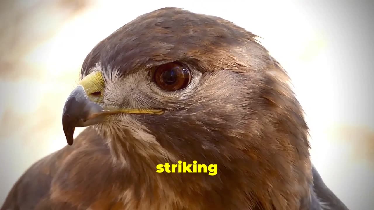 Great Horned Owl vs Red Tailed Hawk Battle of the Raptors