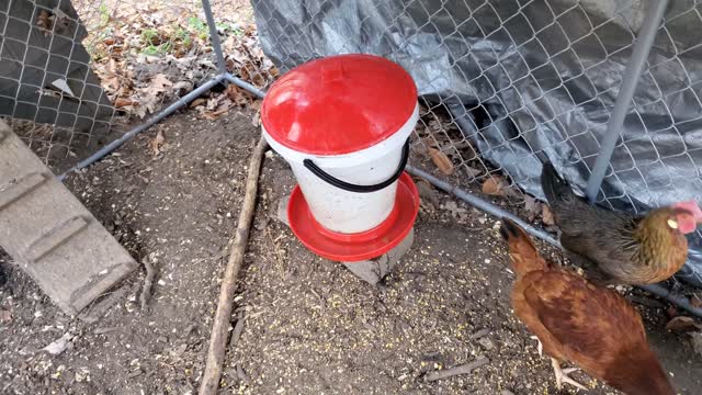 Changing my Chicken Feed, Water and Collecting Eggs