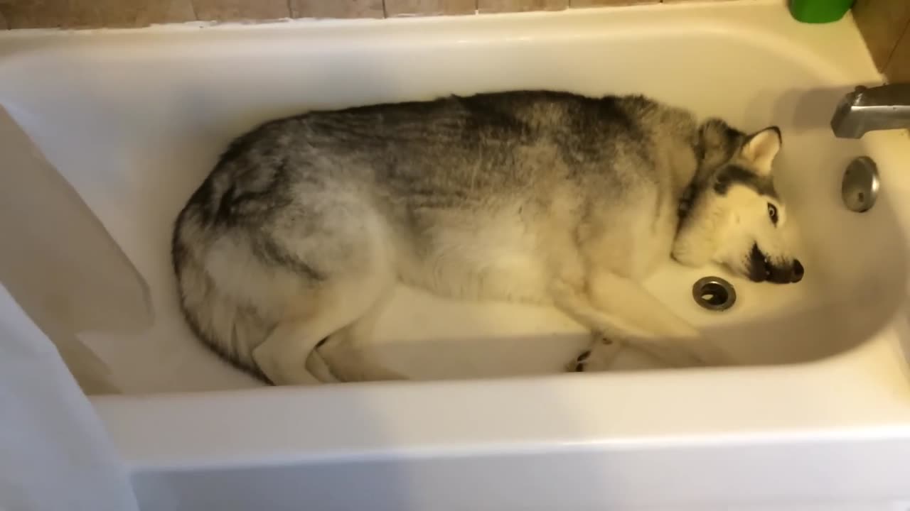 Siberian Husky temper tantrum