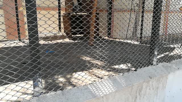 Hungry Chlorocebus aethiops Running Crazy In Cage