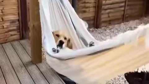 They are so cute dogs. I love them so much