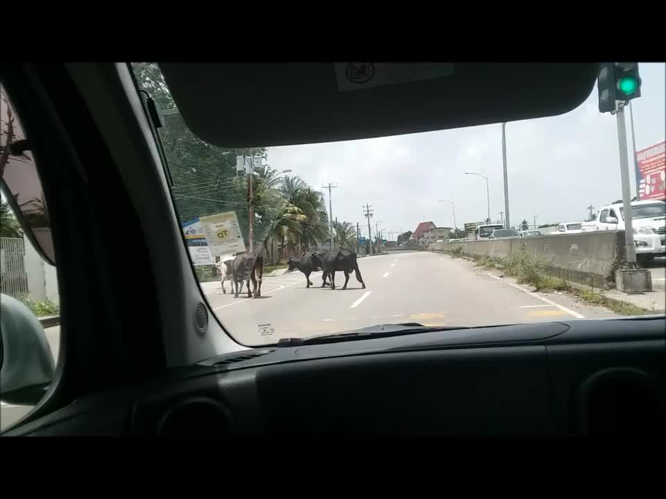 Cows crossing road in India