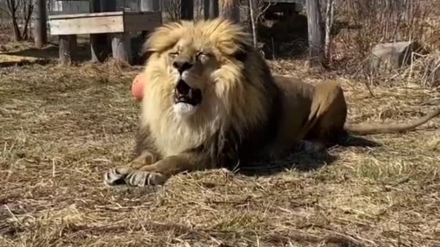 Just some of our 9 majestic lion residents at the Wildcat Sanctuary