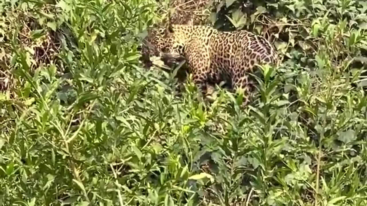 Caiman was eating a fish and then...🤯