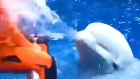 Like this cute dolphin