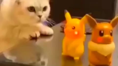 Funny Cat playing with toys