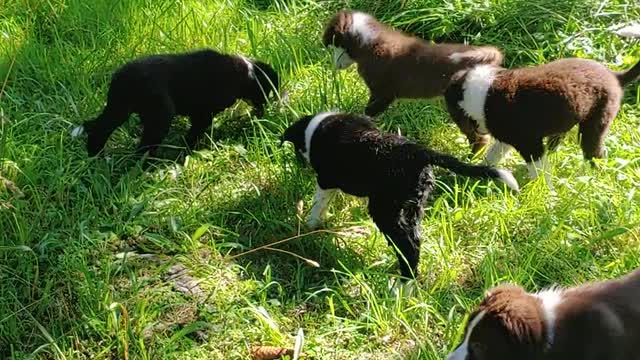 TIA and sisters find baby robin