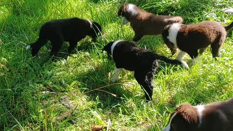 TIA and sisters find baby robin