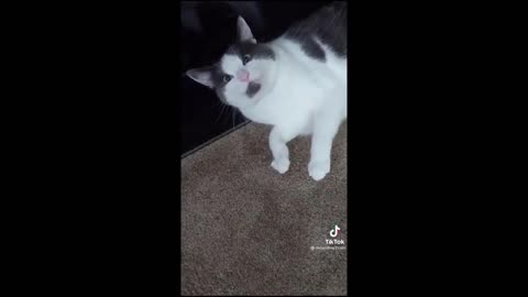 Funny animals being cute part 4