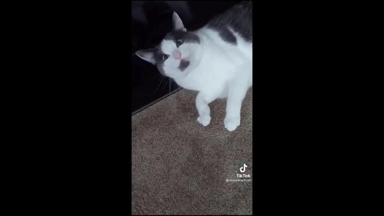 Funny animals being cute part 4