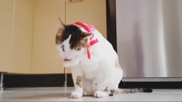 Cat sweet video