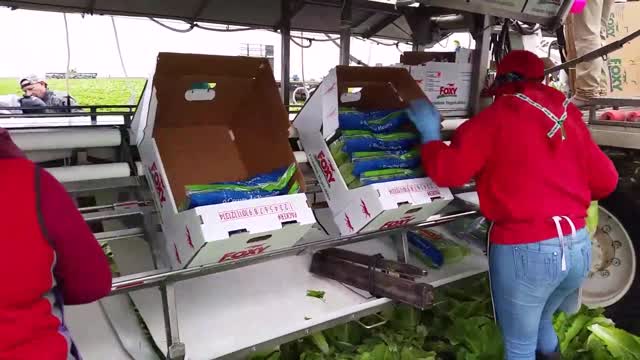 Amazing Romaine Lettuce Farming | Modern Romaine Lettuce Planting And Harvesting