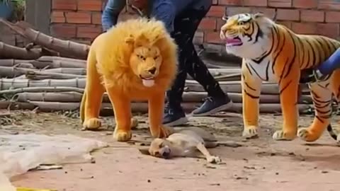 Troll prank dog funny & fake lion and fake tiger prank to dog