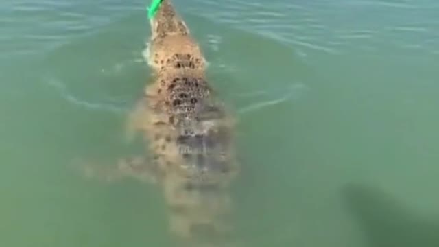 fishing fish get crocodile