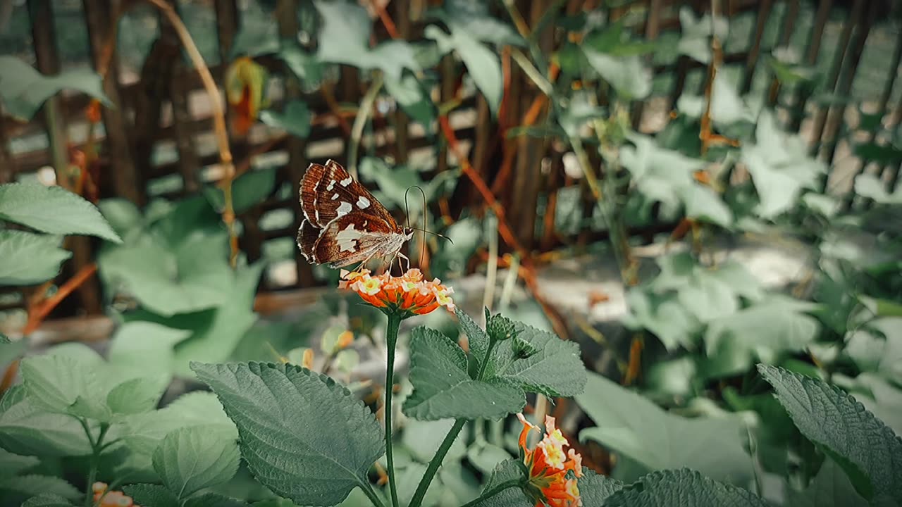 A butterfly is on a red flower