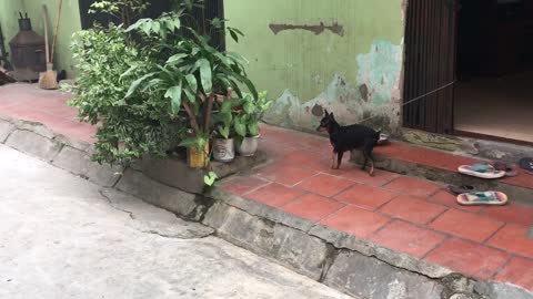 Corgi Runs Around Bush