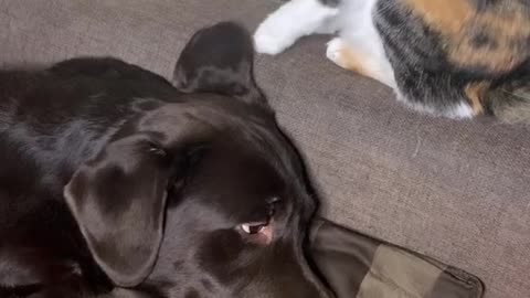 the cat bothers the dog😤😂