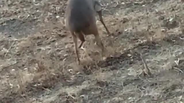 My deer