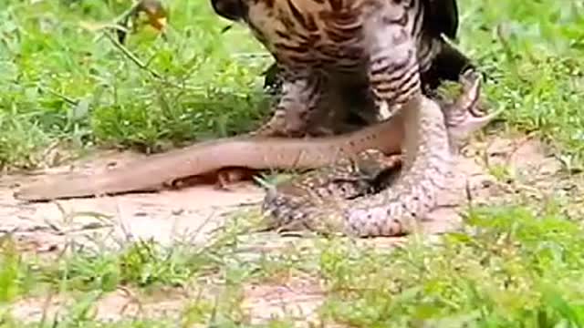 How mighty Eagle can find food-- #shorts