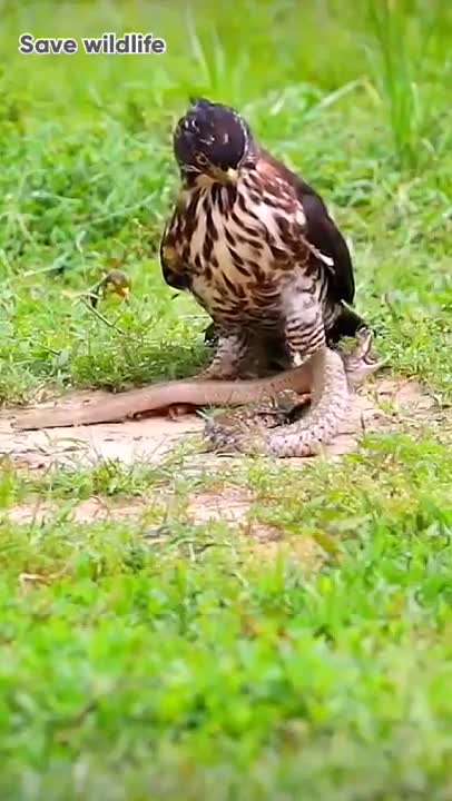 How mighty Eagle can find food-- #shorts