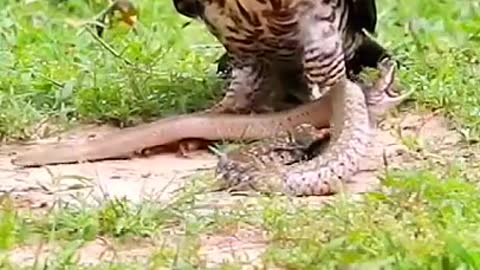 How mighty Eagle can find food-- #shorts