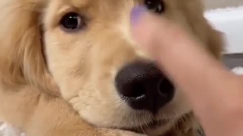 Cute Dog Video Animals Lover